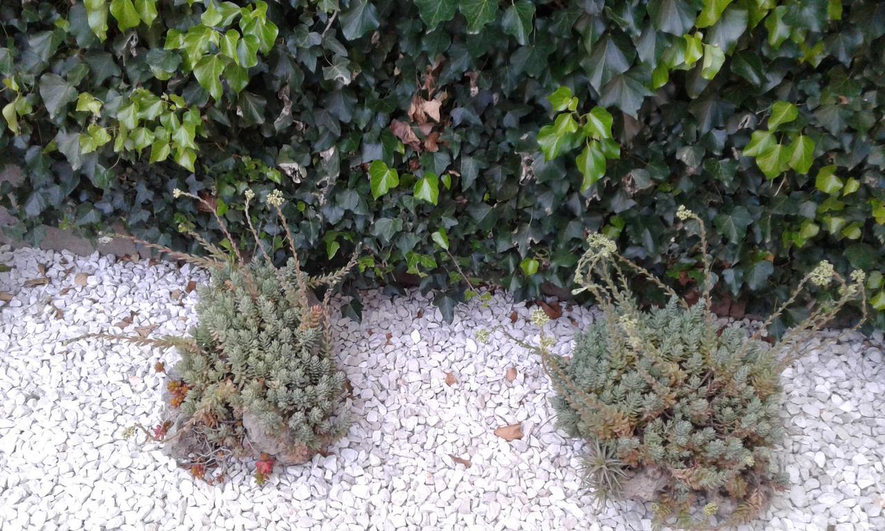 Il Tarlo Bed & Breakfast Seneghe Bagian luar foto